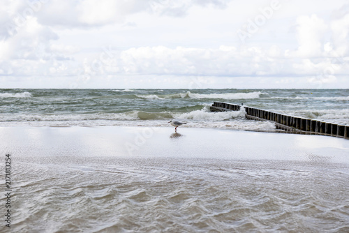 Three seagulls standing on the wet sand of the Baltic Sea beach
