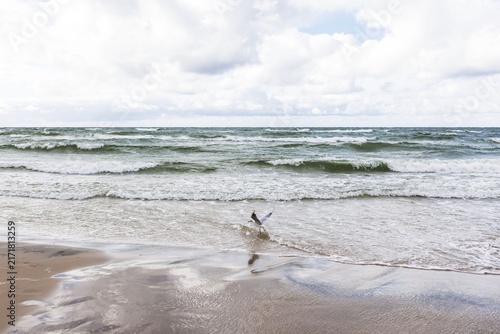 Three seagulls standing on the wet sand of the Baltic Sea beach