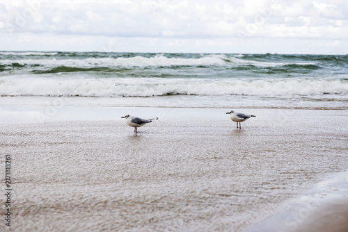 Three seagulls standing on the wet sand of the Baltic Sea beach