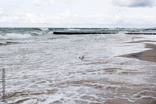 Three seagulls standing on the wet sand of the Baltic Sea beach
