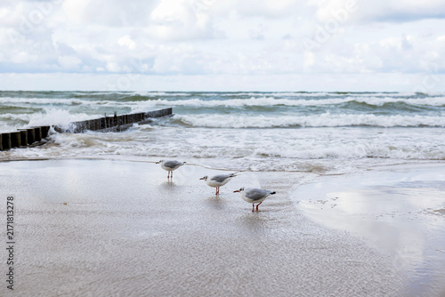 Three seagulls standing on the wet sand of the Baltic Sea beach