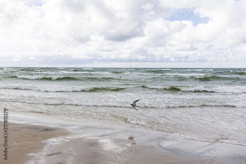 Three seagulls standing on the wet sand of the Baltic Sea beach