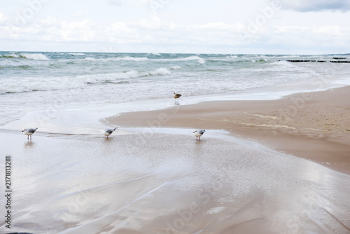 Three seagulls standing on the wet sand of the Baltic Sea beach