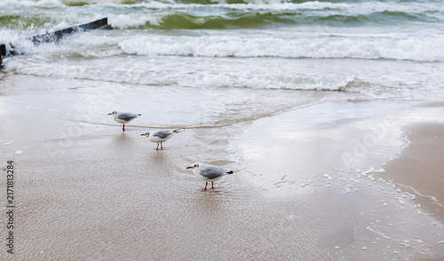 Three seagulls standing on the wet sand of the Baltic Sea beach