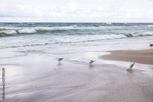 Three seagulls standing on the wet sand of the Baltic Sea beach