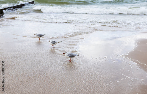 Three seagulls standing on the wet sand of the Baltic Sea beach