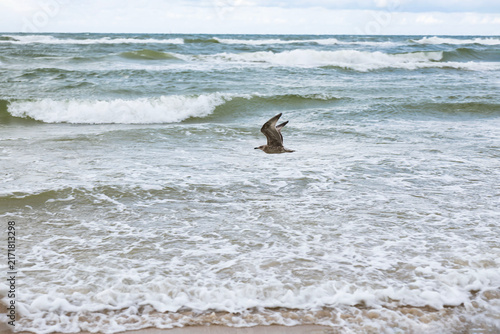 Three seagulls standing on the wet sand of the Baltic Sea beach