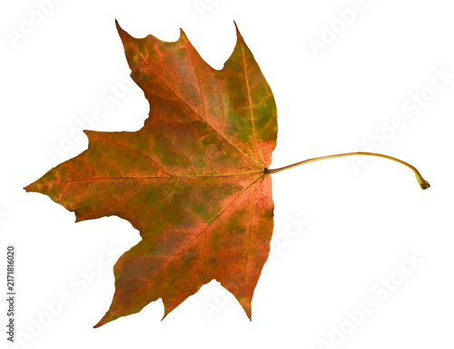 Foto mottled maple leaf