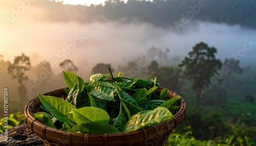 Fresh Tea Leaves in Basket with Misty Mountain Backdrop.