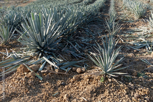Blue agave fields and rural landscape in Tequila Jalisco Mexico