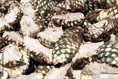 Freshly harvested blue agave hearts in Tequila Jalisco Mexico on a sunny day