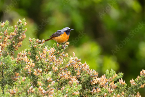 Obraz na płótnie Common Redstart perched on a Gorse Bush on a Spring day in County Durham, England, UK