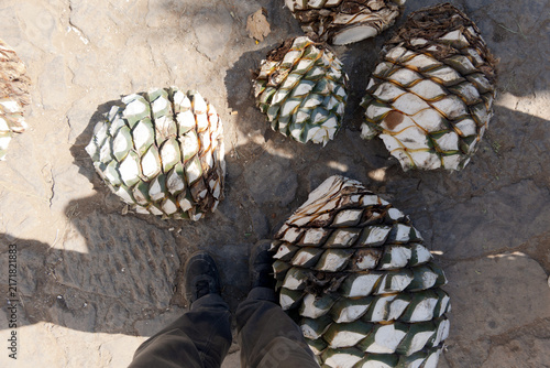 Freshly harvested blue agave hearts in Tequila Jalisco Mexico