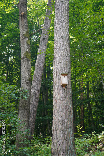 Obraz na plátne A small wooden birdhouse, painted white, is mounted high up on a textured pine t