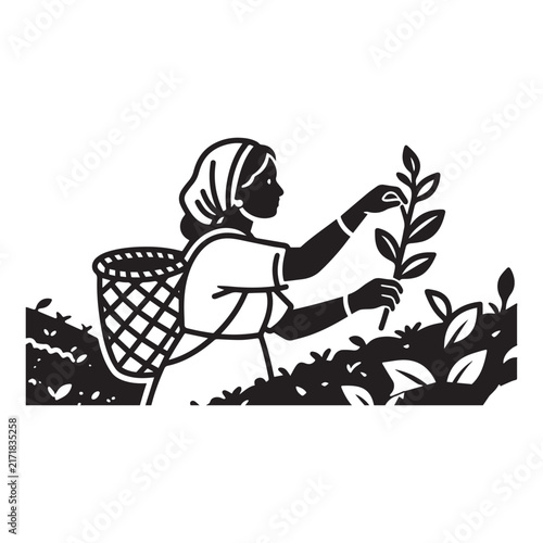 Woman tea Basket harvesting fresh green leaves in plantation vector silhouette.