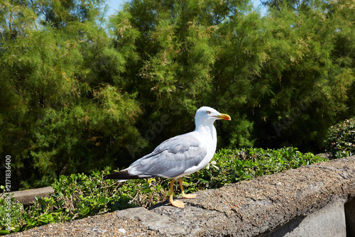 Foto Seagull Perched on a Stone Ledge with Lush Green Shrubs in the Background in Bia