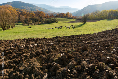 Freshly plowed agricultural field in the foreground with sheep grazing on a green pasture
