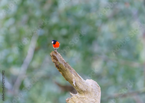 Male scarlet robin (Petroica boodang) perched on a dead branch