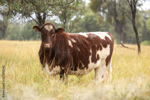 Red and white shorthorn bullock standing in lightly timbered buffel grass