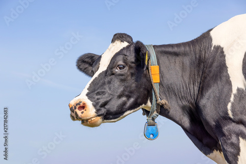 Konstfotografi Masticating cow, right edge side view, a mature black-and-white, tag and collar,