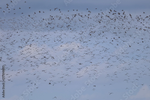 Obraz w ramie waders migration