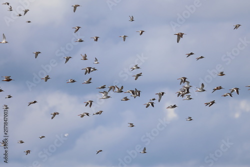 waders migration