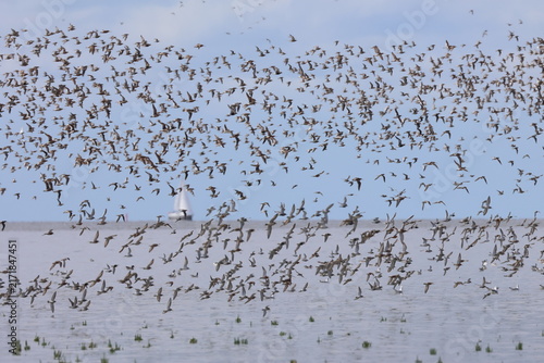 waders migration