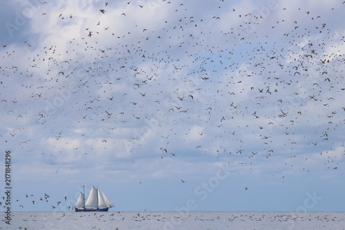 waders migration