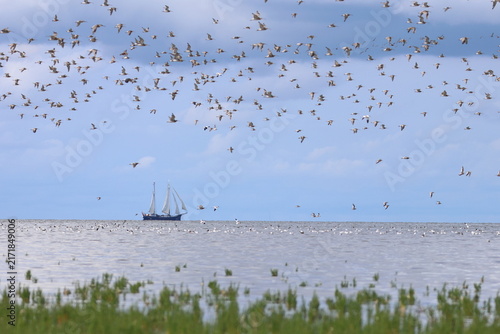waders migration