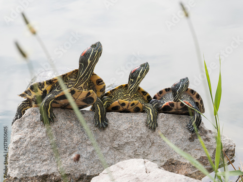 Fotografie Three Trachemys scripta elegans turtles basking on a rock in a row