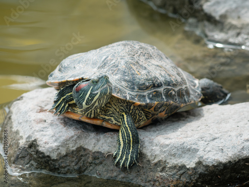 Obraz na płótnie Trachemys scripta elegans turtle basking on a sunny stone near pond