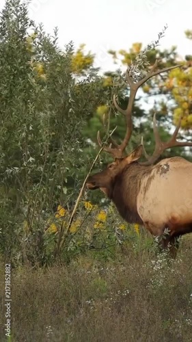 Bull elk with large antlers rubbing against tree leaves and branches