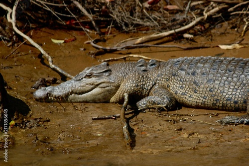 Obraz na plátně Saltwater crocodile basking on muddy bank in Daintree Rainforest