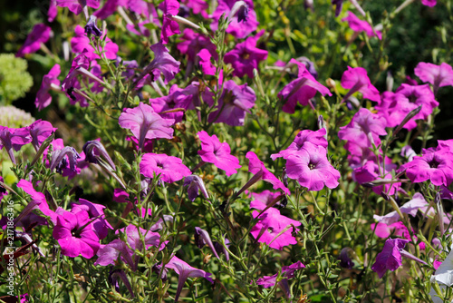 pink petunias in the garden