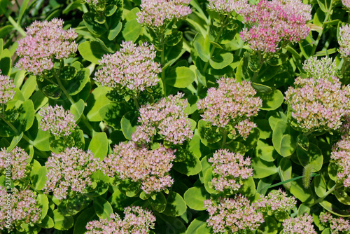 Konstfotografi blooming sedum in the garden