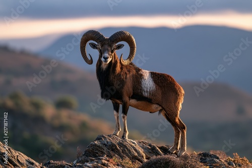 Majestic wild ram with curled horns standing on rocky terrain during golden hour with blurred mountain backdrop and soft evening light