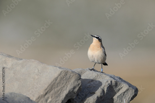 Konstfotografi Oenanthe oenanthe - Ringed Northern Wheatear Standing on Rock in Gran Sasso