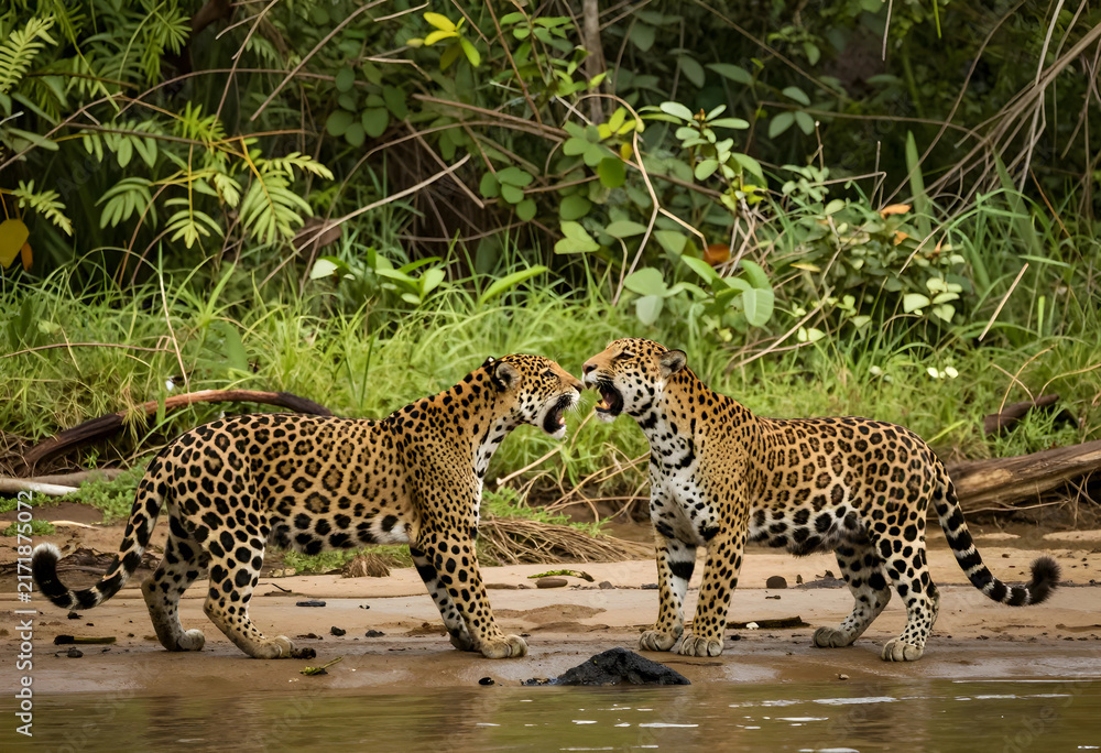 Obraz premium Wildlife conservation and biodiversity, two jaguars interacting on a riverbank in the rainforest, predator behavior and animal communication in nature