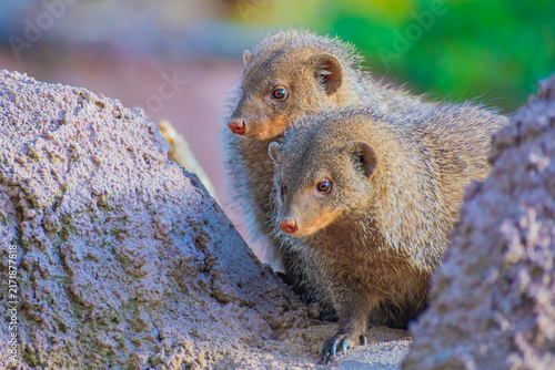 Photography banded mongoose (Mungos mungo)