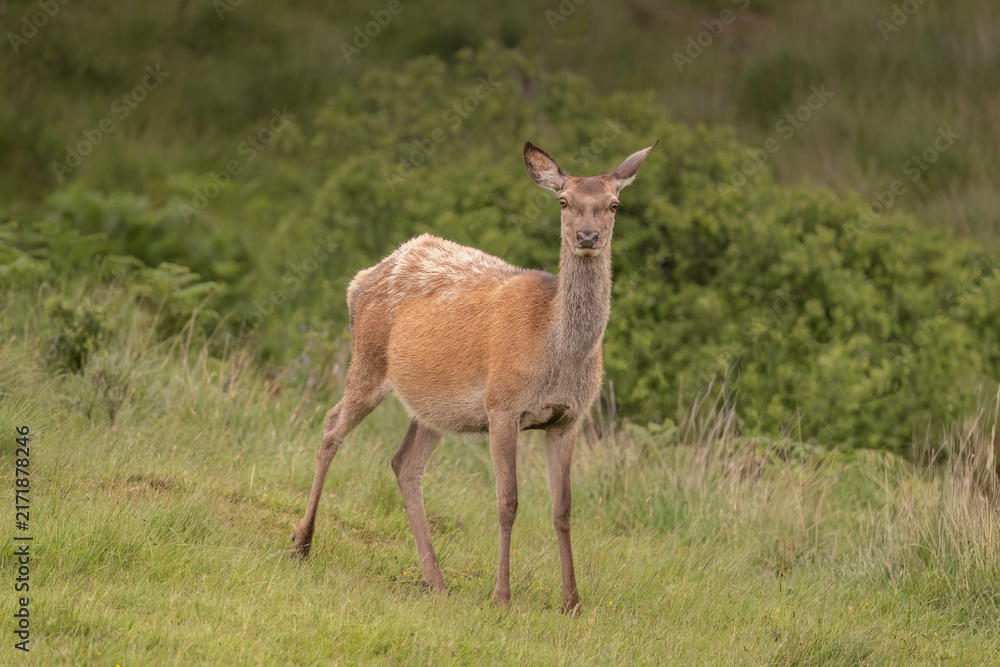 Naklejka premium Red deer hind in a field