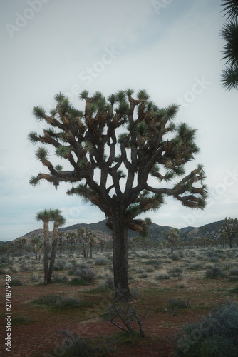 Hazy mountain valley overlook at dusk from a desert ridge in Joshua Tree National Park, California