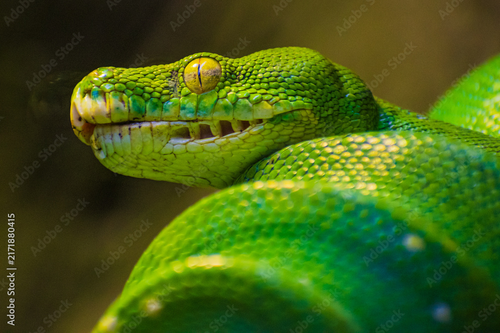 Fototapeta premium Green tree python (Morelia Viridis)