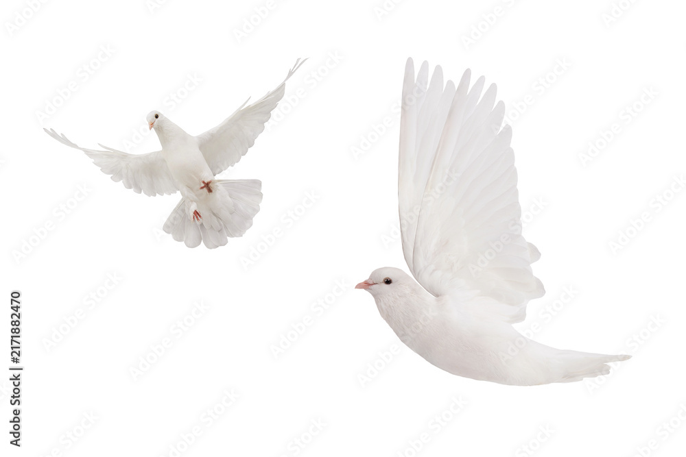 Fototapeta premium Two white doves flying in different angles isolated on white background