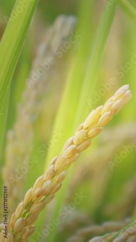 Ripened Rice Ears Hanging in a Paddy Field