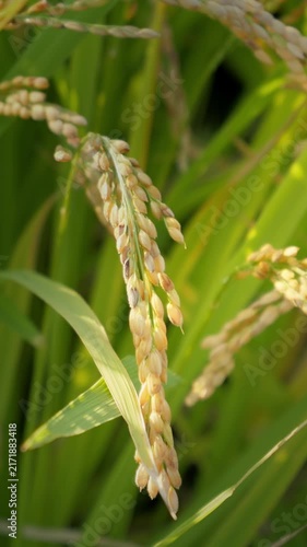 Ripened Rice Ears Hanging in a Paddy Field