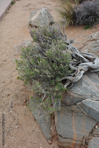 Weathered juniper shrub with twisted exposed roots growing over a rock in Joshua Tree National Park, California