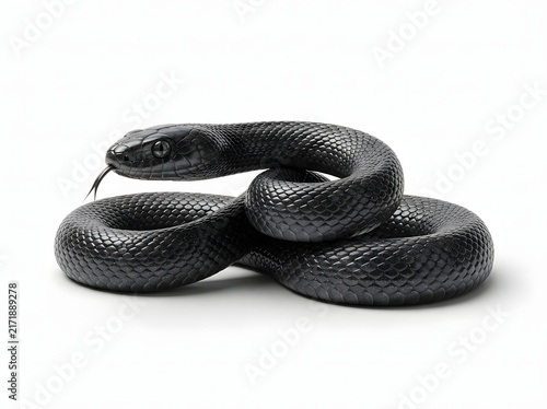 Close-up view of a non-venomous snake coiled gracefully showcasing its intricate scale patterns and natural elegance