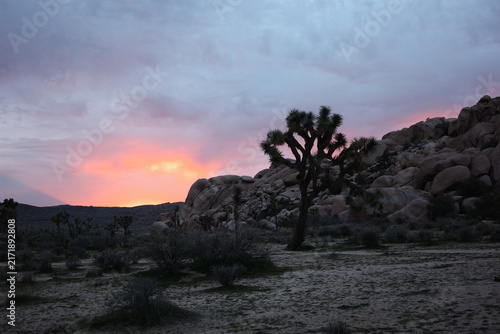 Wide dusk landscape with a silhouetted Joshua tree and boulder pile in Joshua Tree National Park, California