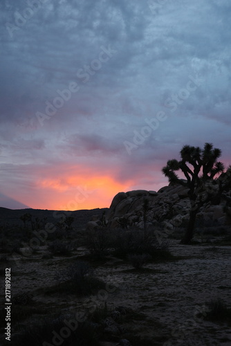 Silhouetted Joshua tree against a fading sunset beside granite boulders in Joshua Tree National Park, California