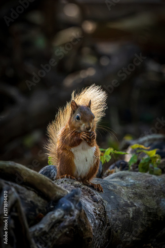 A red squirrel resting on a tree trunk, with a shallow depth of field